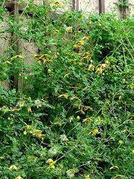 Clematis orientalis is a deciduous vine or scrambling shrub in the buttercup family ranunculaceae, that originates from asia and central europe. Clematis Orientalis Golden Tiara Information And Photos