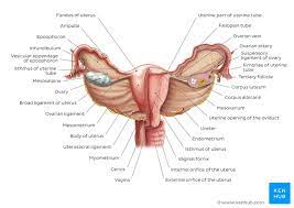 Vulva, mons pubis, labia majora, labia minora, clitoris, perineum. Female Reproductive Organs Anatomy And Functions Kenhub