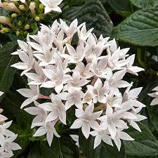 Image result for Pentas schumanniana