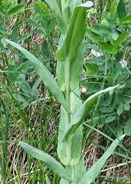 Image result for Turritis