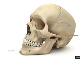 Flashcards Skull Studyblue Skull Model Human Skeleton 3d Skull