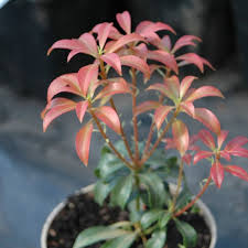 Image result for Pieris japonský bonfire obrázek