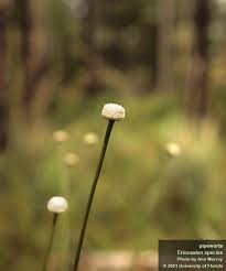 Image result for Eriocaulon inyangense