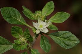 Image result for Glinus lotoides