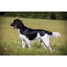 Image result for Velký münsterlandský ohař