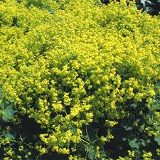 Image result for Alchemilla kiwuensis