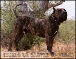 They are socialized with many friends and family ! Presa Canario Puppies For Sale Change Comin