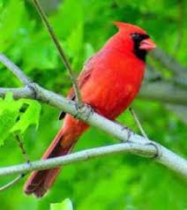 Birds Native To Virginia Virginia State Bird Northern Cardinal Cardinalis Cardinalis State Birds Bird Backyard Birds