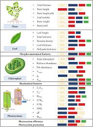 Nonton streaming sumatso no valkyry sub indo : Plasticity Of Photosynthetic Processes And The Accumulation Of Secondary Metabolites In Plants In Response To Monochromatic Light Environments A Review Sciencedirect
