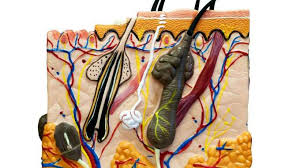 Image result for Sebaceous Gland