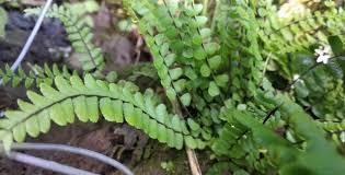Image result for Asplenium smedsii