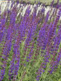 38) prefers a shady site with moist, rich soils but will tolerate some sun. Stauden Stade Versand Shop Salvia Nemorosa Jan Spruyt Steppen Salbei Hier Bestellen