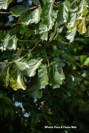 Image result for Pterospermum acerifolium