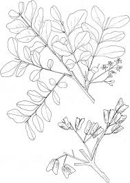 Image result for Ptaeroxylaceae