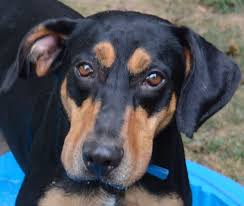If Gazing Into My Soulful Eyes Doesn T Get You How Bout Those Ears Hi I M Fletcher A G G G G Gorgeous Hou The Shelter Pet Project Dog Heaven Hound Dog