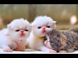 Adalah kucing berbulu pendek yang menjadi inspirasi tokoh film anak anak. Kucing Lucu Persia