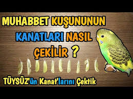 Muhabbet Kusunun Kanatlari Nasil Cekilir Youtube