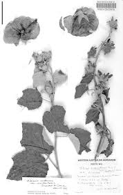 Image result for Hibiscus panduriformis