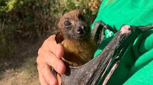 Maybe you would like to learn more about one of these? Elderly Fruit Bat Becomes Internet Star 6abc Philadelphia