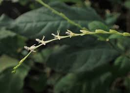 Image result for Petiveria alliacea