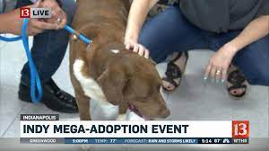 Future pet owners considering adopting should visit indianapolis animal care services (iacs). Find Your New Best Friend At The Indy Mega Adoption Event Wthr Com