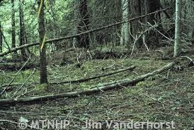 Image result for Platostoma montanum