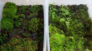 How do you make a moss garden? How To Propagate Your Own Moss Youtube