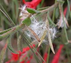 Image result for Epilobium stereophyllum