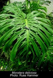 Monstera Deliciosa Liemb Monstera Deliciosa Variegated Plants Big Leaf Plants
