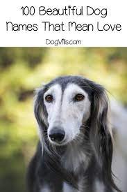 You would definitely have your. Top 100 Dog Names That Mean Love Dogvills