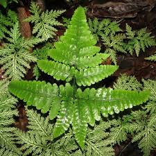 Image result for Triplophyllum protensum