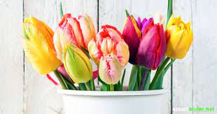 Schnittblumen bleiben leider nicht immer lange frisch. Mit Diesen Tipps Bleiben Schnittblumen Langer Frisch