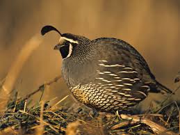State bird in 1931, the valley quail (lophortyx californica) was chosen the state bird. California Quail Callipepla Californica Audubon Canyon Ranch