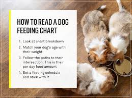 Feed regularity and the importance of routine dog feeding times. How Much Should I Feed My Dog Your Dog S Complete Nutrition Guide Gallant