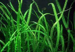 Flaccidifolia is a water trumpet from rivers and streams in southern thailand. Alma D Agua Marco 2011
