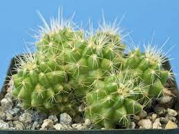 Most cactuses grow one or three cm taller per year. How To Grow A Golden Barrel Cactus From Seed World Of Succulents
