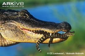 The Largest Reptile In North America The Iconic American Alligator Alligator Mississippiensis Is Considered T American Alligator Wild Animals Videos Animals
