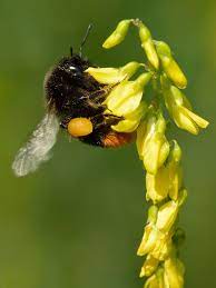 Central white spot where the stinger punctured the skin. Bumblebee Wikipedia