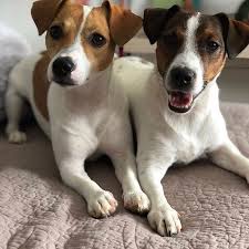 Some jacks need to be given a name. 14 Energetic Facts About Jack Russells That Everyone Should Know Page 2 Of 3 Petpress Jack Russell Jack Russell Terrier Female Dog Names
