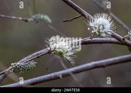 Image result for Combretum mossambicense