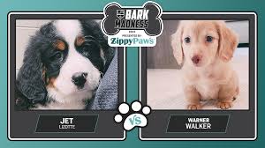 🐾 ROUND TWO 🐾 These pups are moving