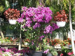 Maybe you would like to learn more about one of these? Bougainvillea Kathy S Korner