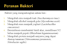 Juara2 lomba aglaonema rata2 menggunakan media yang sudah difermentasi dulu. Botani Tumbuhan Rendah Divisi Schizophyta Kelas Bacteria Ulfa