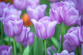 There is something about watching the effects of winter melt away, revealing the solid ground beneath. 15 Best Spring Flowers Popular Flowers To Plant In Spring