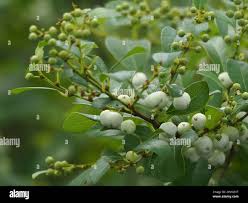 Image result for Flueggea virosa