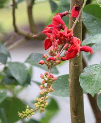 Image result for Erythrina fusca