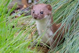 Ein willkommener jäger im heimischen garten. Das Mauswiesel Nabu Nrw