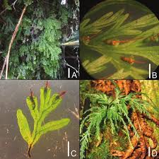 Image result for Polyphlebium borbonicum