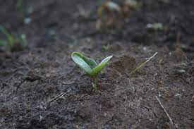 Impressive meal prep creation of @gaugegirlemma got me drooling just by looking at it. Zucchini Sprouts Everything Is Homemade