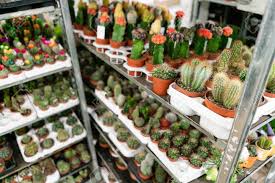 Landscafe / getty images faucaria felina is the kind of plant that both attracts and repels the temptation to touch the strangely serrated leaves. Garden Center And Wholesale Supplier Concept Many Different Cacti In Flower Pots In Flowers Store On The Shelves Of Trolley Lot Of Potted Small Cactus And Succulent Plants Sale Stock Photo Picture